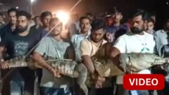 பிடிபட்ட 8 அடி நீள முதலை தூக்கிச் செல்லப்பட்ட காட்சி