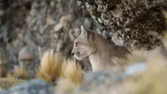 ነብሪ