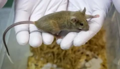 Souris utilisée dans les tests de laboratoire