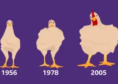Evolution des poulets