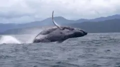  Iyi fi rutura yo mu bwoko bwa 'humpback' aha yafotowe ku mwaro w'inyanja ya Pasifika ku ruhande rwa Colombia, mbere y'uko ikora urugendo rudasanzwe rwo kwimuka