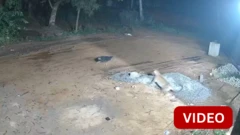 பல்கலைக்கழகத்தில் நாயை துரத்திய சிறுத்தை - சிசிடிவி