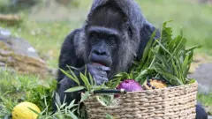 gorila jede voce i povrce