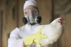 ዶሮ የያዘ የሕክምና ባለሙያ