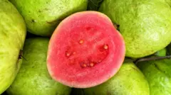 Goiabas, uma delas partida para mostrar sua coloração rosa intensa