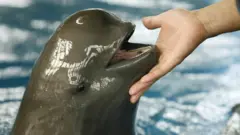 Un gardien joue avec un marsouin sans nageoire, qui semble sourire alors qu'il tient sa main sous son menton.