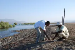 ኣብ ከባቢ ሕርጊጎ [ደቡብ ካብ ባጽዕ] ክኢላ ንሓደ ነባሪ ኣተኻክላ ማንግሩብ እናኣርኣዮ እንከሎ [7 ሕዳር 2007 ዝተሰኣለ] 