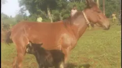 Gaangaa Obbo Biraanuu