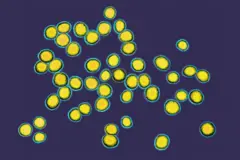 Staphylococcus aureus no microscópio