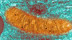 Una imagen de una mitocondria tomada con un microscopio