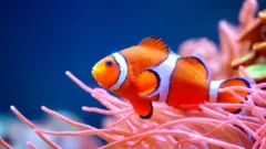 ஃபைண்டிங் நீமு, மீன், கடல், 