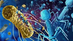 வைரஸ் vs பாக்டீரியா
