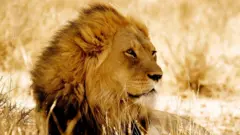 په ټوله افريقا کې د زمريانو شمېر په کمېدو دى. ايا د ټولنې په مشرۍ ساتلو کې دا ستونزه حلېدای شي؟