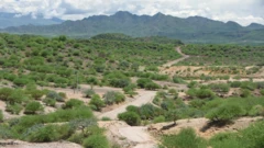 La plaine du Serengeti