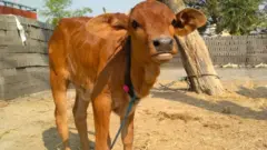 கன்றுக் குட்டி