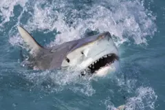 Shark