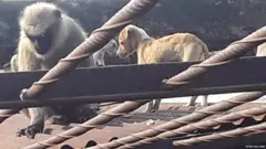 बाँदर