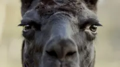 Llama, Winter