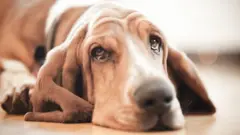 कुकुर