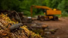 Besouro sobre a casca de uma árvore com suas longas antenas levantadas em uma floresta, com uma escavadeira amarela desfocada ao fundo