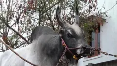 காளையின் பெயர் 'கெட்டவன்' - ஜல்லிக்கட்டில் அதிரடி ஆட்டங்களை வெளிப்படுத்திய மாஸ் காளை