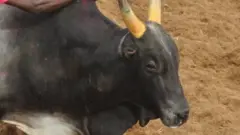 நாட்டு மாடுகள்