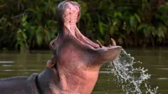 A hippo in Colombia