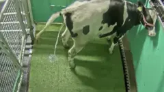ላሕሚ