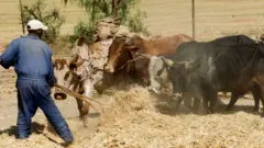 ገበሬ እህል ሲወቃ