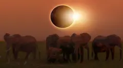 Gerhana Matahari di satwa liar.