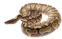jebiso