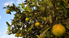 Laranjas verdes e maduras cobertas de manchas no galho de uma árvore. Algumas das folhas da árvore também estão manchadas e marrons. Minas Gerais, 2024