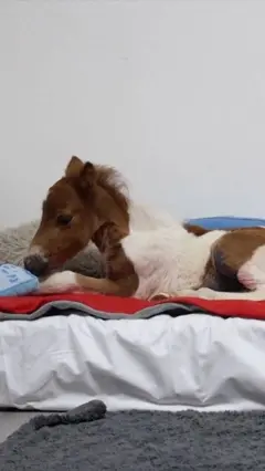 Poni Mile leži na dušeku u stanu u Hrvatskoj.