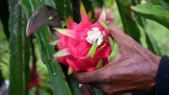 ড্রাগন ফল