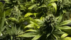 Daun ganja
