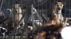 Các trang trại gây nuôi động vật hoang dã chung với các thú nhà tạo điều kiện cho virus corona lây lan giữa các loài với nhau