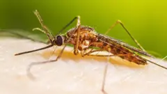 غوماشی لیدل کېږي