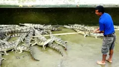 घडियाल समात्दै एक कर्मचारी