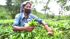 ासाम