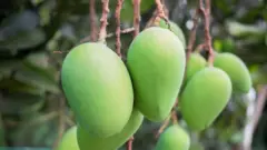 দেশের বাজারে আসতে শুরু করেছে সাতক্ষীরার আম 