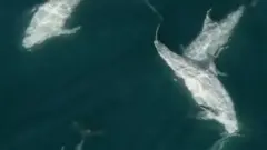delfini plivaju