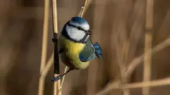 Chapim-azul em galho de árvore