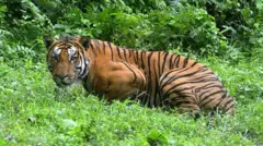 అస్సాంలో రాయల్ బెంగాల్ టైగర్ మృతి 