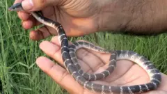 सर्प