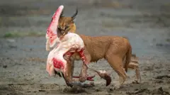 Karakal koji nosi mrtvog flamingosa 