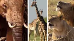 Erin, agunfọn ati kiniun