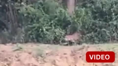 குஜராத்தில் பொது மக்களை தாக்கிய சிறுத்தை- காணொளி