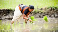 प्रातिनिधिक फोटो
