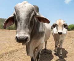 Duas vacas zebu olham para a câmera