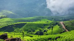 চা বাগান